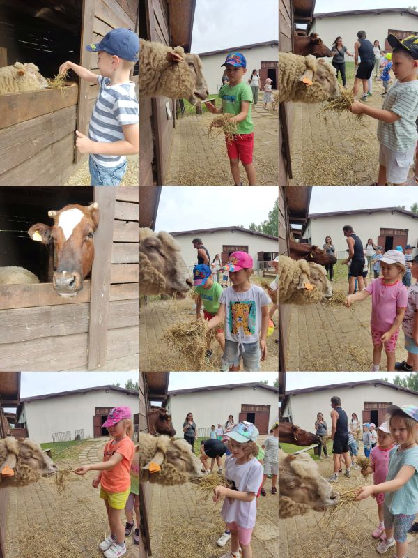 Wycieczka ,,Motylków’’ i ,,Sówek’’ do zagrody edukacyjnej ,, Stefanówka’’.