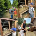 Wycieczka „Motylków” i „Sówek” do zagrody edukacyjnej „Stefanówka”