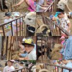 Wycieczka „Motylków” i „Sówek” do zagrody edukacyjnej „Stefanówka”